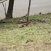 Picture 043